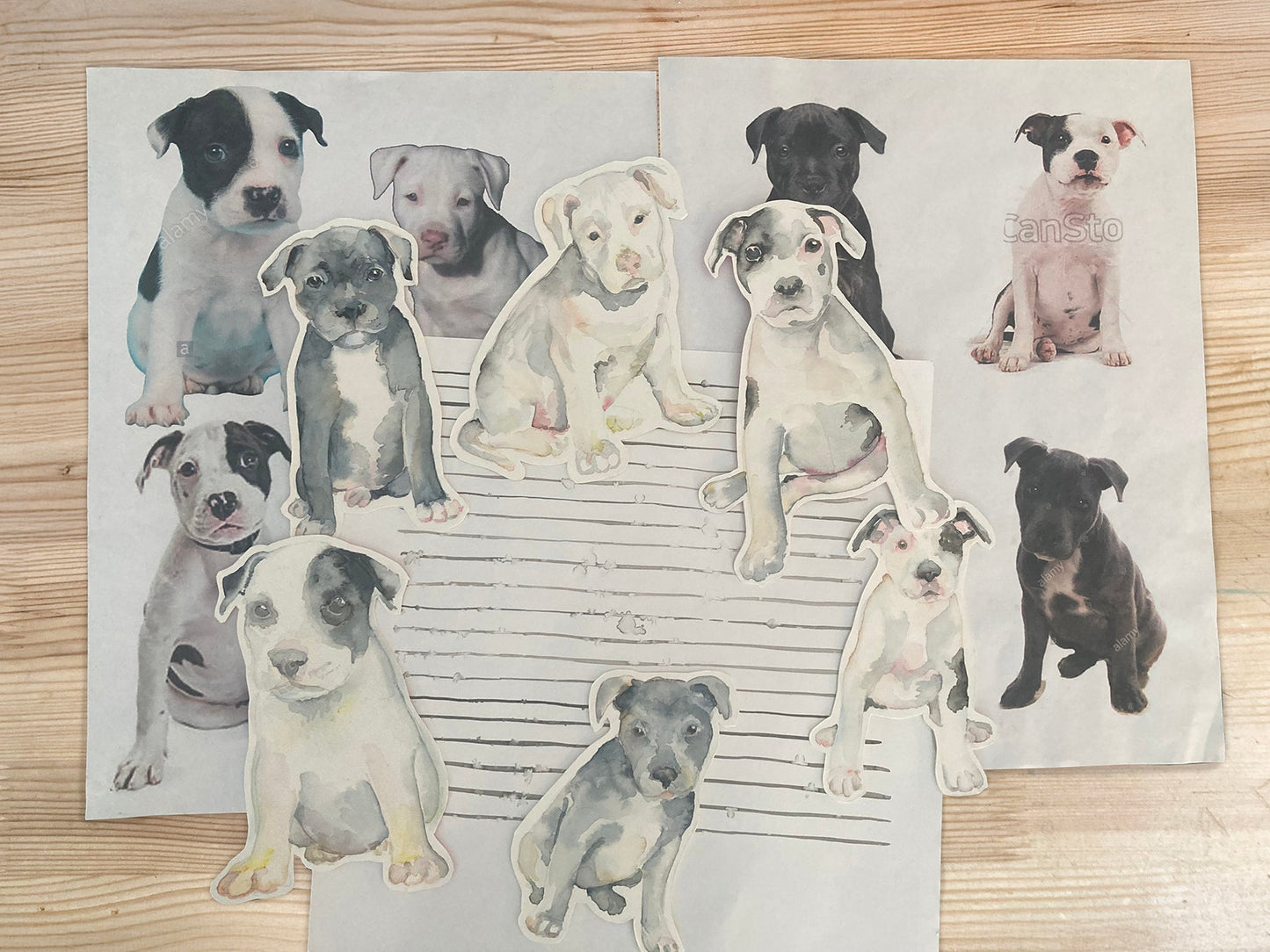 The story behind the pit bull Puppies blanket