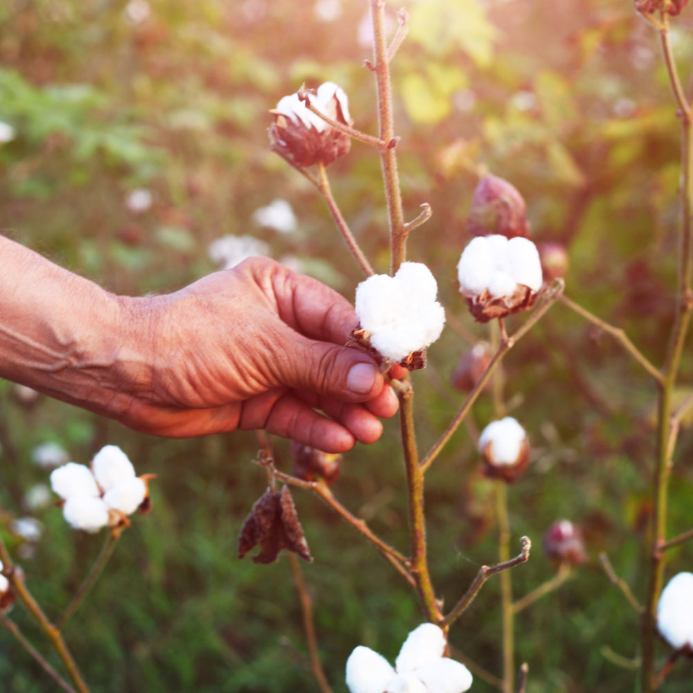 The Benefits of Pima Cotton